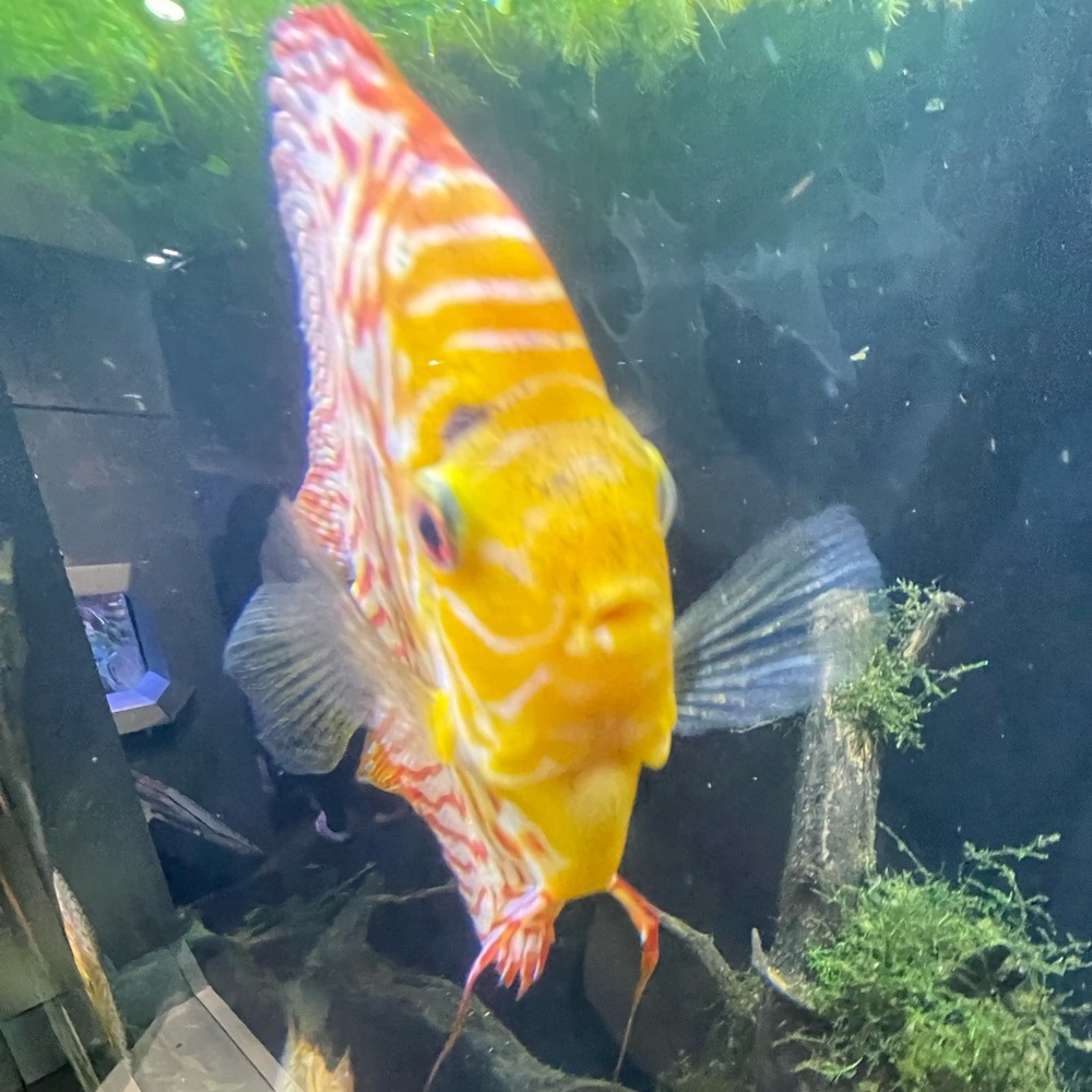 Meet your Posher, Ash